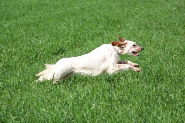 Lady, ex en quête de chasse