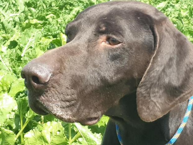 Therdonne, 1er ex pour Léoville