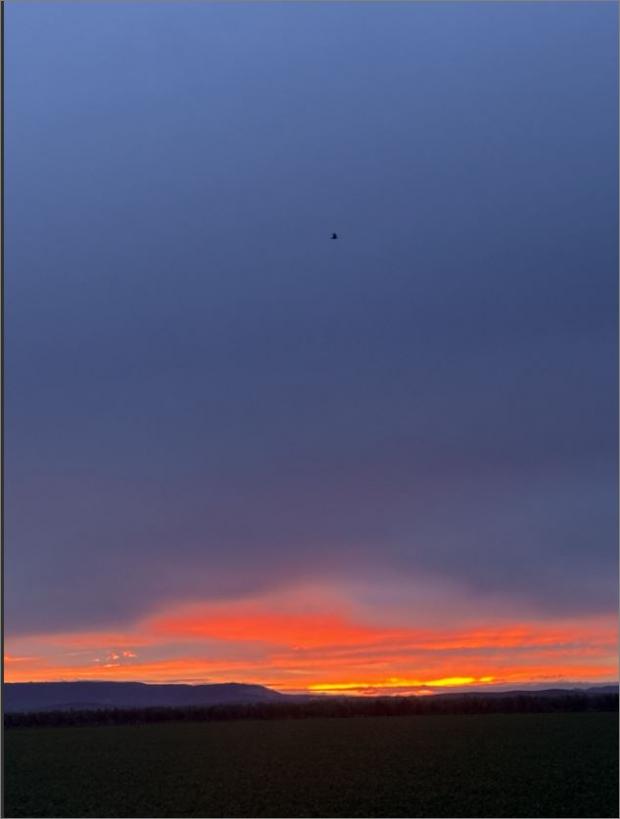 Ce monde cynophile qui s'éteint ...